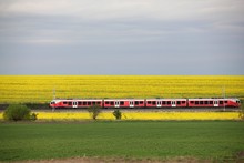 Hungarian Red Train Moving On Railway In Rapeseed Field, Spring Landscape