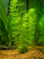Canvas Print - Hornwort plant (Ceratophyllum demersum) on a fish tank