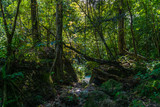 Fototapeta Las - forest in the morning