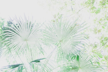 Wall Mural - Abstract background of trees, branches, bark, leaves. Textural background from vegetation, fauna. Botanical Garden. Georgia.