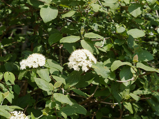 Poster - (Viburnum lantana) Viorne lantane ou viorne flexible à floraison printanière en corymbes de fleurs blanc-crème entre des feuilles oposées, ovales finement dentée vert brillant et grises duveteuses