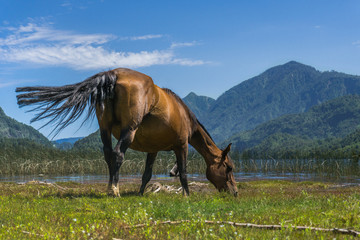 Horse drinking water in Lake Pellaifa, Chile