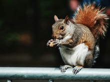 Close-up Of Squirrel Holding Peanut