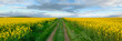 Rapeseed field with pathway, Blooming canola flowers panorama. Rape on the field in summer at sunset. Bright Yellow rapeseed oil