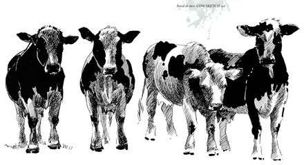  hand drawn cow sketch illustration