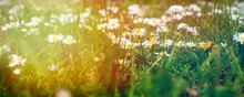 Dandelion Seed Head ,on Blurry Background, Bokeh Background, Macro Close-up. Dandelions, Dandelion Meadow, White Flowers In Green Grass.