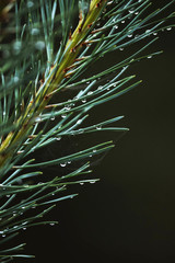 Wall Mural - Pine tree close up