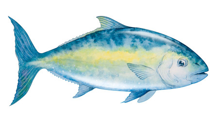 fish tuna. painted illustration sea tuna fish isolated on a white background