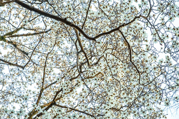 Wall Mural - Abstract background of trees, branches, bark, leaves. Textural background from vegetation, fauna. Botanical Garden. Georgia.	