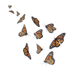 Wall Mural - Set of many flying fragile monarch butterflies on white background