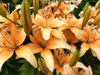  Lilies Lily flowers in raindrops. Beautiful floral background.