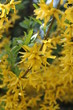  forsycja pośrednia Forsythia × intermedia