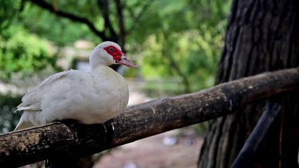 Wall Mural - muscovy duck resting on a wooden fence. cinemagraph effect
