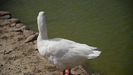 Wall Mural - white duck standing by the water on a sunny day