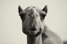 Close-up Portrait Of A Camel