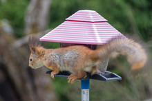 A Squirrel Eats Seeds On A Bird Board

