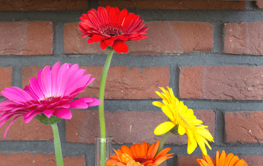 Wall Mural - Decorative shelf on brick wall with colorful Gerbera dasies in glass vase close-up