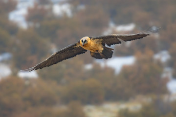 Canvas Print - Bearded vulture flying