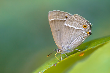 Canvas Print - Purple hairstreak butterfly