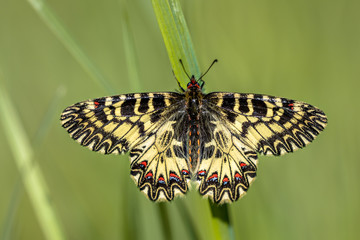 Canvas Print - Southern festoon butterfly