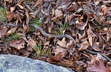 Snake In Leaves