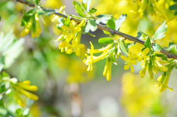 Close-up branch of blossom tree, nature photo