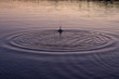 ripples in dusky water from throwing rocks