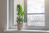 Fototapeta  - Green Zamioculcas plant on the windowsill of a sunlit room, in the distance the urban background, many residential buildings.