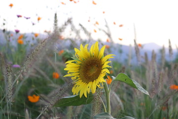 Sunflower 2