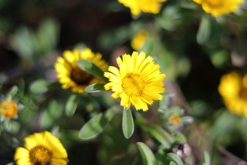 yellow flowers in the garden