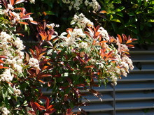 A Blossoming Photinia Fraseri Red Robin Shrub, With Red And Green Leaves, And White Flowers