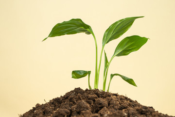 A small sprout grows in the ground on a pastel light background. Concept of spring, summer, nature protection, earth day, environment day. Copyspace, minimalism.