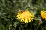 Fototapeta Dmuchawce - mniszek i pszczoła 