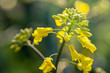 © Ivan - Outdoor photo of canola plant. Mustard flower blossom. Rape (Brassica napus, rapeseed, oil seed, canola). Beautiful flower of the rapeseed closeup on a natural background, selective focus.