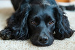 portrait of a black dog english cocker spaniel