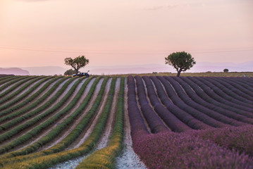 Wall Mural - beautiful purple rows of lavender fields in provence france