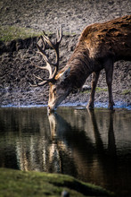 Deer Drinking Water At Riverbank In Forest