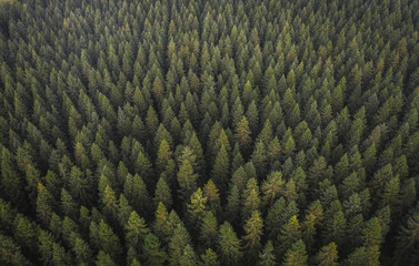 Wall Mural - drone view of coniferous forest