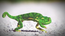 Close-up Of Green Chameleon Running Outdoors