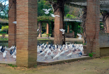 Near Spain Square is the Maria Louise Park, where there are a lot of beautiful pigeons on trees and paths - a local attraction