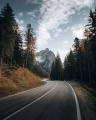 Wall Mural - scenic route among the forest