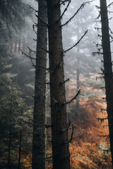 Wall Mural - autumn forest