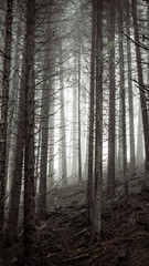 Wall Mural - misty forest mobile background