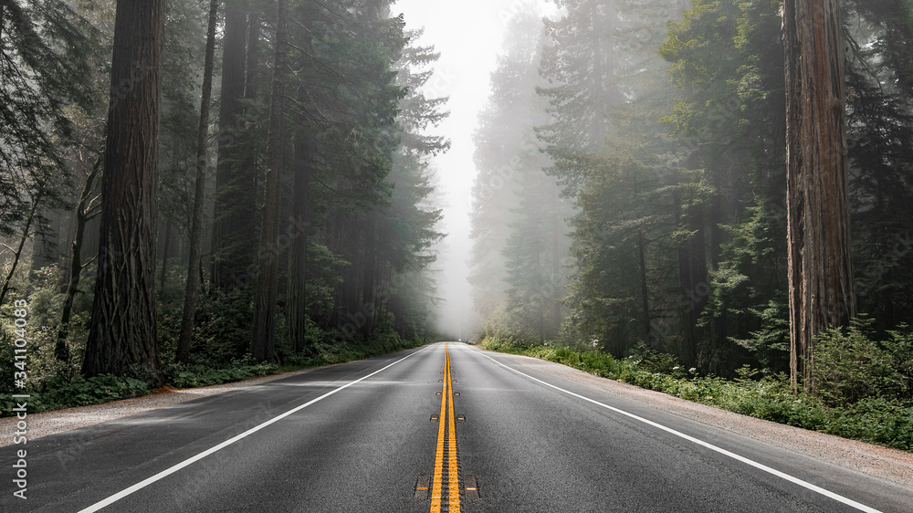 Scenic road in Redwood National Forest - obrazy, fototapety, plakaty 