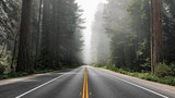 Fototapeta  - Scenic road in Redwood National Forest