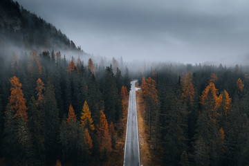 scenic route among the forest