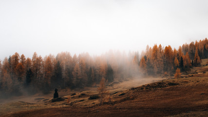 Wall Mural - misty forest in the dolomites italy