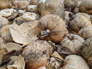 Wall Mural - Rotting Pumpkins 3