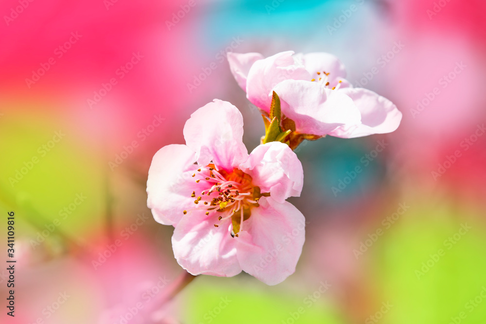 Bright flowers of fruit trees in the spring garden. Beautiful bright spring background. Spring garden - obrazy, fototapety, plakaty 