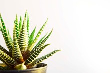 Cactus Against White Background